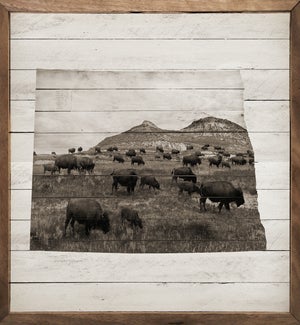North Dakota Bison